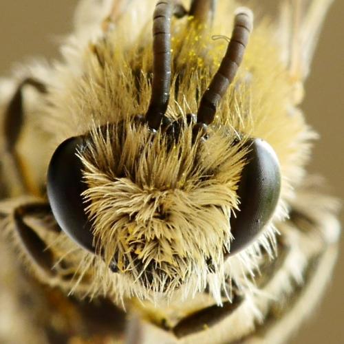 Réf. 184 933 : Colletes daviesanus
