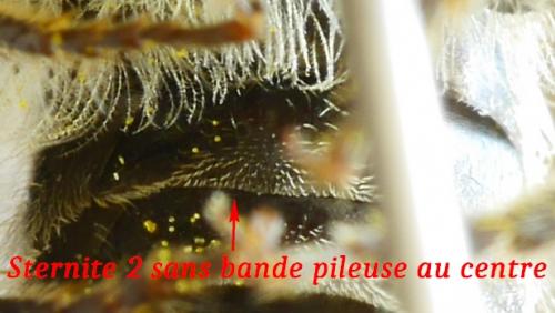 Réf. 184 938 : Colletes daviesanus