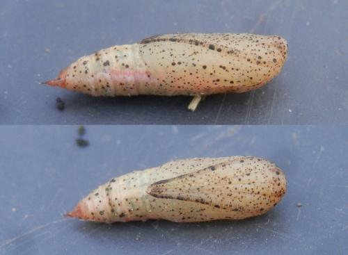 Réf. 184 234 : Pseudoterpna pruinata