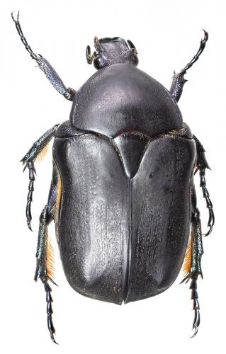 Potosia cretica