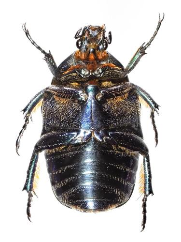 Potosia cretica