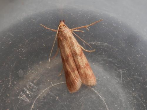 Homoeosoma sinuella