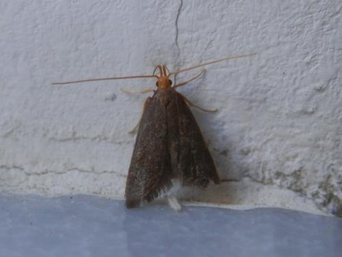 Réf. 184 288 : Eurodachtha pallicornella