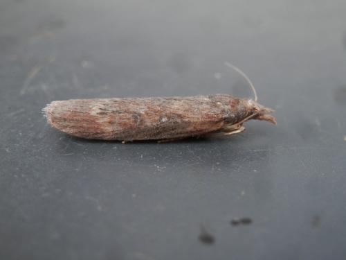 Réf. 184 511 : Lamoria anella