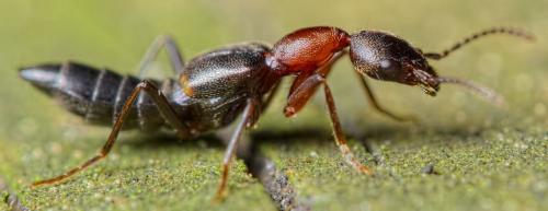 Rugilus angustatus