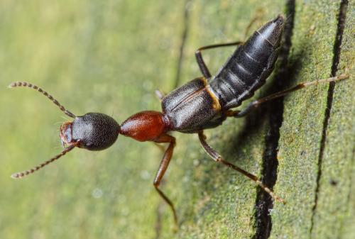 Rugilus angustatus