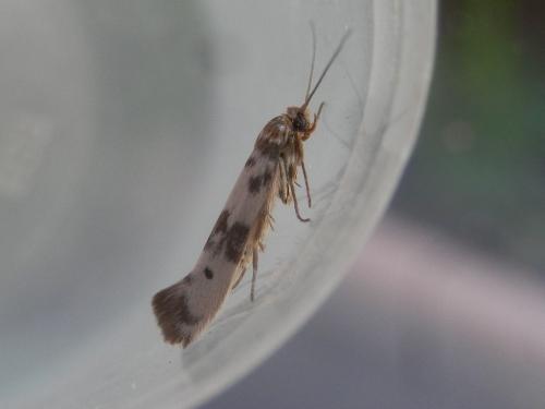 Réf. 184 917 : Enolmis acanthella