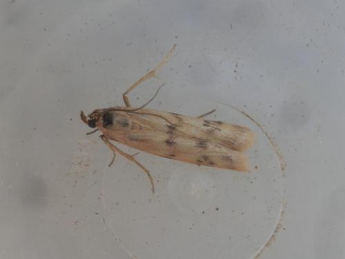 Réf. 184 926 : Homoeosoma sinuella