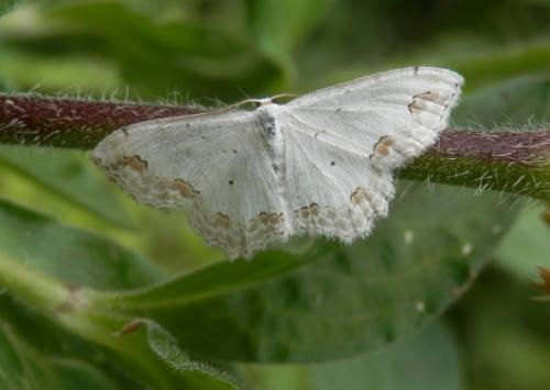 Réf. 184 808 : Scopula ornata
