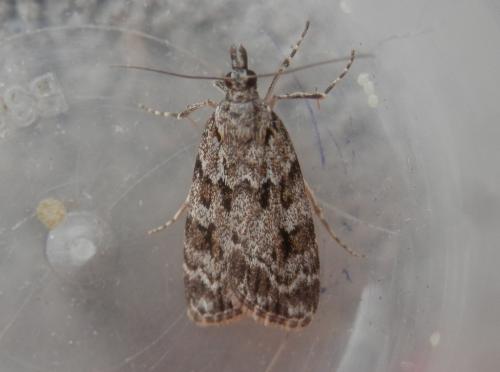 Réf. 184 931 : Scoparia basistrigalis