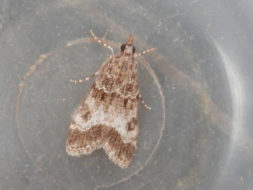 Eudonia mercurella