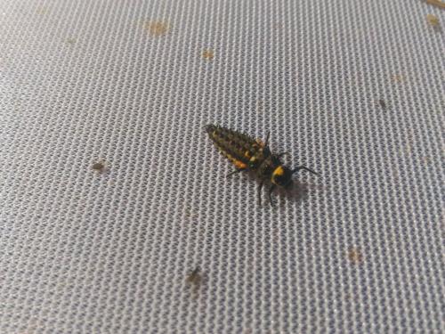 Réf. 184 112 : Anatis ocellata