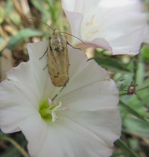 Réf. 184 572 : Acontia trabealis