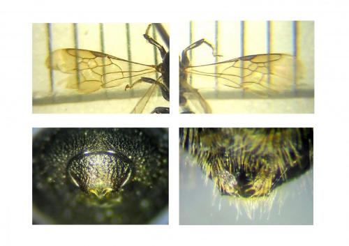 Ceratina cucurbitina