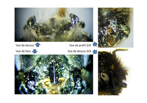 Osmia tricornis