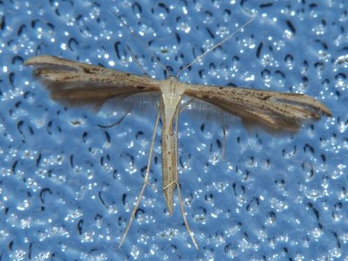 Emmelina monodactyla
