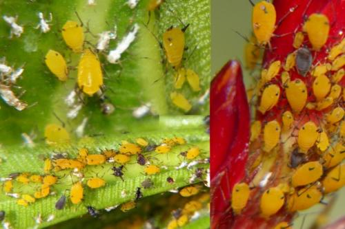 Aphis nerii