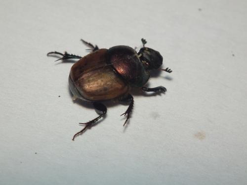 Onthophagus coenobita