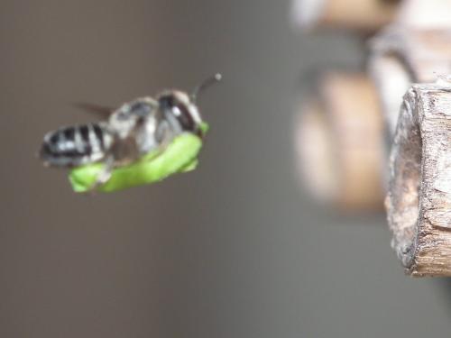 Megachile sp.