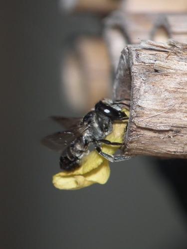 Réf. 184 694 : Megachile sp.