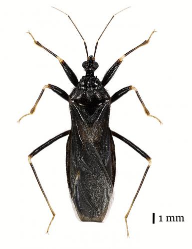 Reduvius personatus