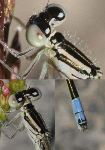 Coenagrion caerulescens