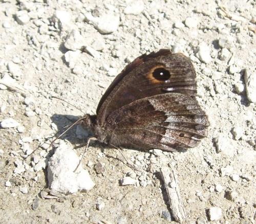 Réf. 184 491 : Satyrus ferula