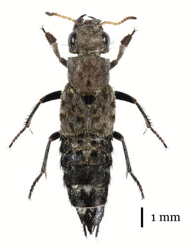 Ontholestes murinus