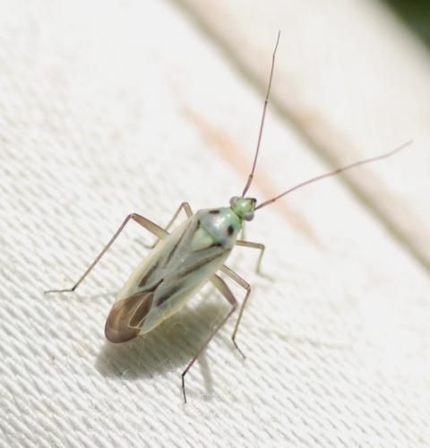 Stenotus binotatus