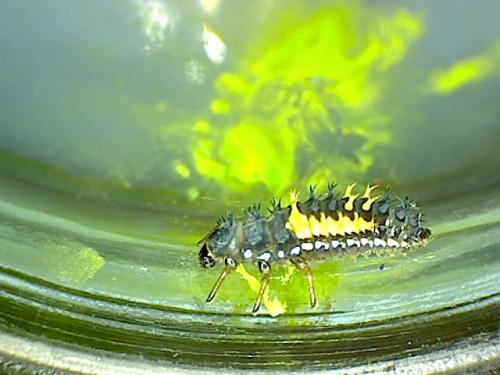 Harmonia axyridis