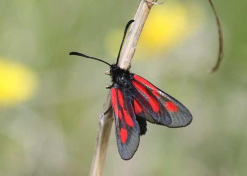 Zygaena nevadensis