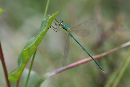 Lestes virens