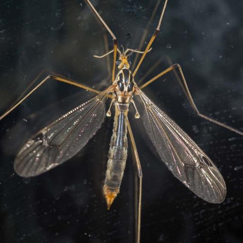 Nephrotoma quadrifaria