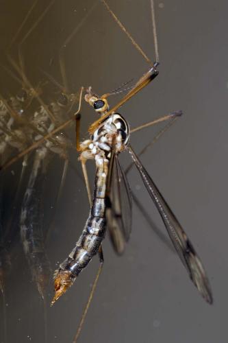 Nephrotoma quadrifaria