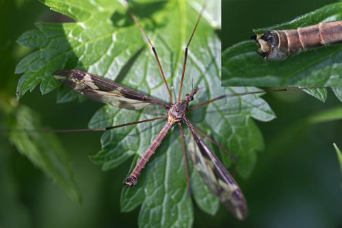 Tipula maxima