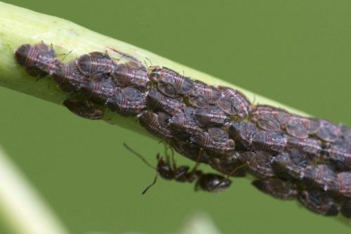 Cacopsylla sp.