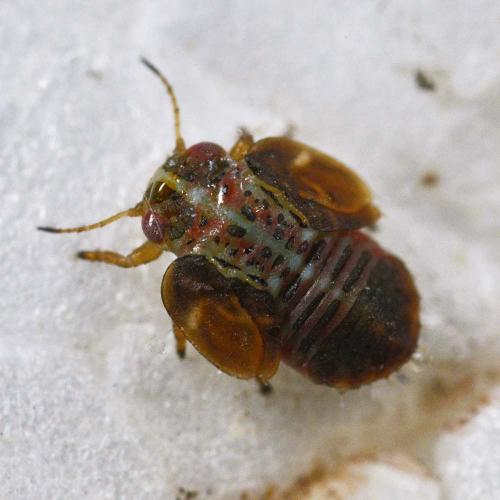 Cacopsylla sp.