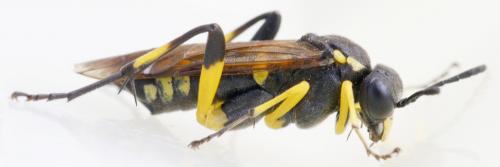 Macrophya montana