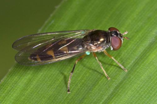 Réf. 184 169 : Melanostoma scalare