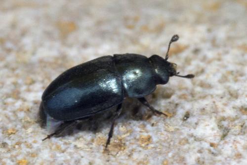 Brassicogethes sp.