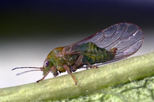 Cacopsylla sp.