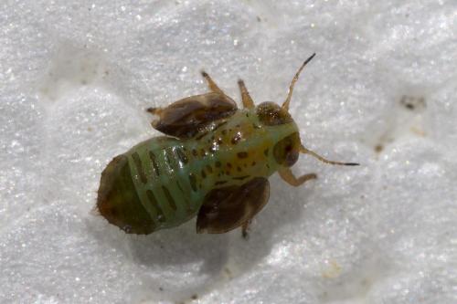 Cacopsylla sp.