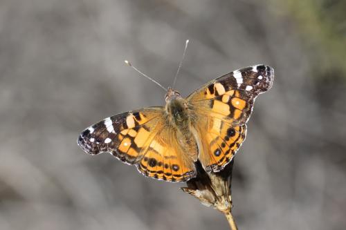 Vanessa virginiensis