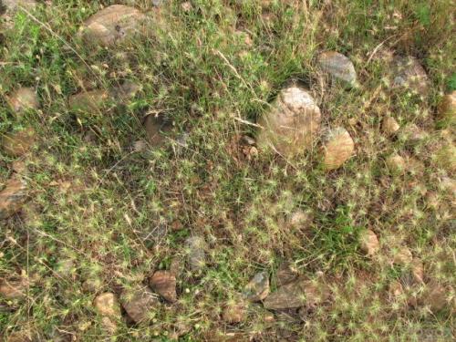 Prionotropis rhodanica