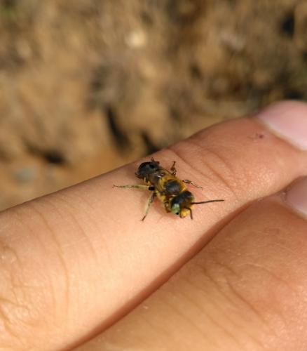 Megachile sp.