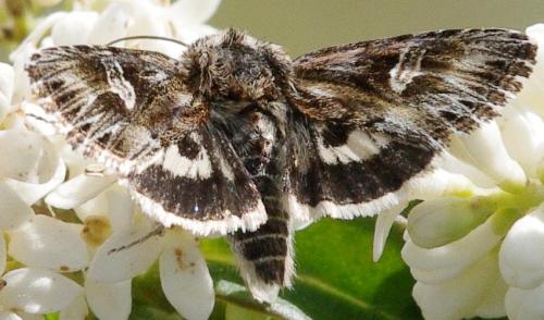 Actinotia radiosa