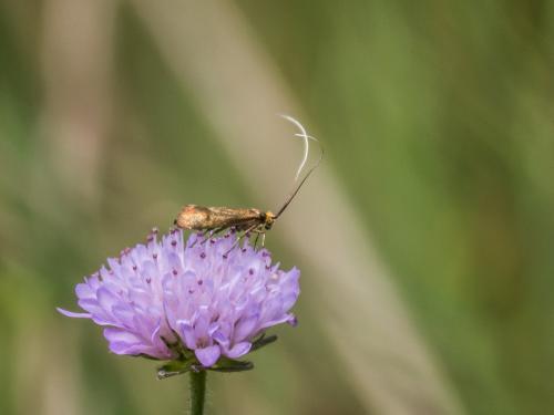 Nemophora metallica