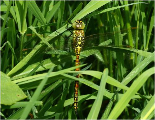 Aeshna affinis