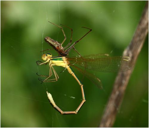 Réf. 184 516 : Tetragnatha sp.