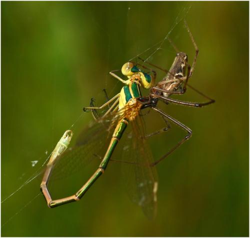 Réf. 184 515 : Tetragnatha sp.